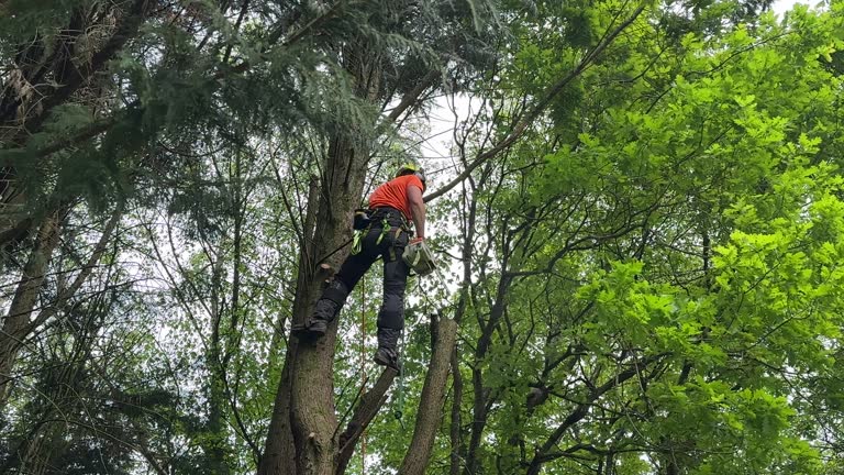 Best Fruit Tree Pruning  in Fort Lee, VA