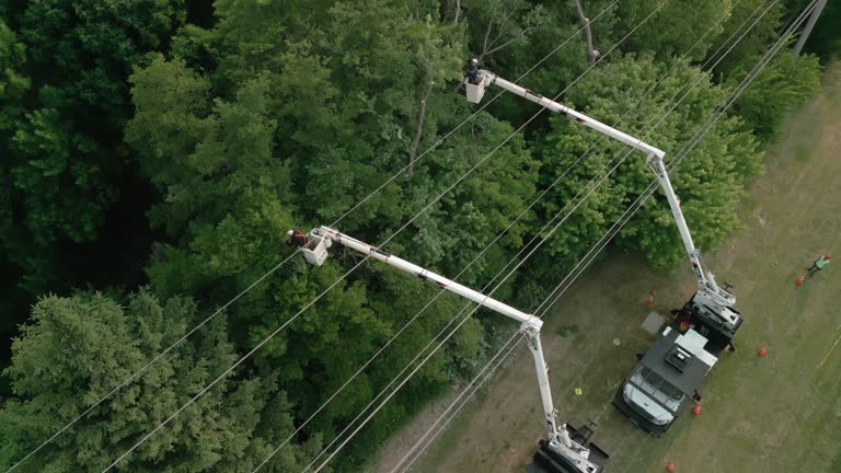 How Our Tree Care Process Works  in Fort Lee, VA